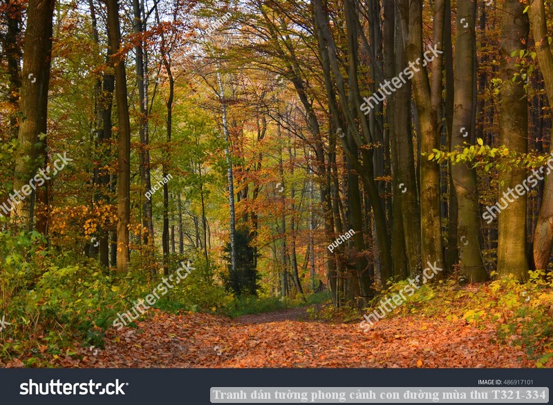 Tranh dán tường phong cảnh con đường mùa thu T321-334